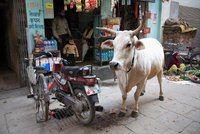 Doživotí za porážku krávy i převoz hovězího: V Indii chystají drsný zákon