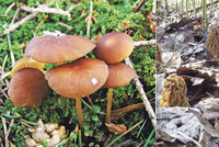 Začíná houbařská sezona: Co všechno se už dá v lese najít?