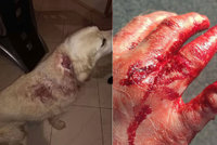 Krvavé zranění a strach o život pejska: Majitel druhého psa z místa utekl, neznáte ho?