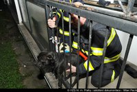 Pes uvízl hlavou v zábradlí balkonu: Zachránit jej museli přivolaní hasiči