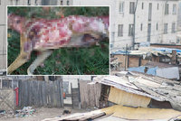 Ocitli jsme se na psí zabijačce! V romské osadě před ochranáři zvířat stáhli psa z kůže