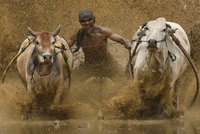 Indonéský extrémní závod: Chyť krávu za ocas a udrž se co nejdéle!