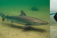 Plavce v australském bazénu vyděsil žralok. Bylo to metrové mládě