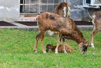 ŽIVĚ: Šťastný návrat mufloní hrdinky: Po náročném porodu se uzdravená připojí ke stádu v Krči
