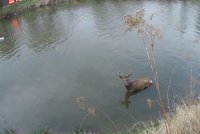 Hasiči v Ostravě zachraňovali jelena: Nemohl se dostat z řeky
