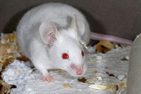 Nevěřme testům na myších? Vědci: Hlodavec z laborky přežije i smrtelnou infekci