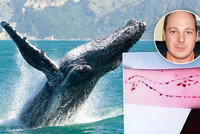 Panika, labilní osobnost a diskuse: Jak může Modrá velryba dohnat dítě k sebevraždě