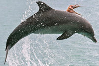 Hyjé! Chobotnice se svezla na delfínovi, který ji chtěl sežrat
