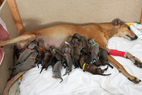 Světový unikát: Psí šampionka porodila 17 štěnátek