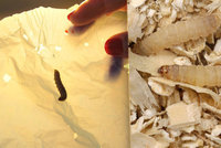Igelitové sáčky má zničit hmyz. Vědci našli housenky požírající plast
