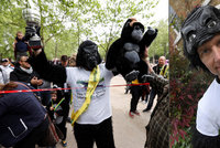 Policista chtěl pomoct gorilám. Maraton zdolal po čtyřech v opičím kostýmu