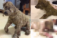 Neuvěřitelné týrání: Děti štěňátko polily lepidlem a vymáchaly v bahně, udělaly z něj živoucí sochu