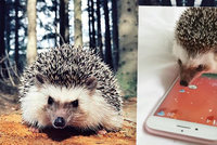 Tenhle ježek je hvězda sociálních sítí: Paří mobilní hry a má statisíce sledujících