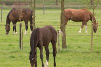Cizí lidé zabili koně v Netlukách u Uhříněvsi: Nasypali mu trávu ze sekačky