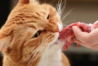 Kočky mají mlsné jazýčky! Jak je správně krmit?