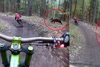 Dva české bikery naháněl na Slovensku medvěd! Otřesný zážitek zachytili na kameru