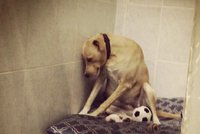 „Nejsmutnější pes světa“ už potřetí hledá nový domov. Jinak ho utratí