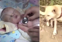 Pes na procházce vyhrabal zakopané novorozeně: Ještě bylo naživu!