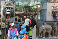 Víme, jak si užít pražskou zoo na 100 %: Bez front i levněji