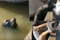 Děsivé video ze zoo: Lachtan stáhl holčičku pod hladinu!