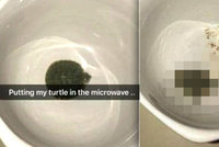 Otřesné fotografie: Dívka strčila želvu do mikrovlnky. Pak se chlubila výsledkem