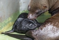 Radostná zpráva z pražské zoo: Lachtaní samičce se narodilo mládě