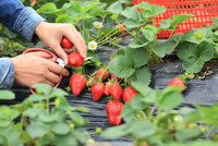 Jak si zajistit dobrou úrodu ovoce: Jaké vybrat hnojivo a jak poznáte plíseň?