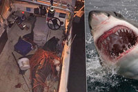 Lidožravý žralok bílý skočil rybáři přímo do bárky. Přežil jenom jeden z nich