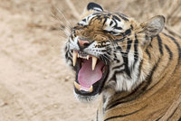 Horor v zoo: Tygr roztrhal ošetřovatelku! Návštěvníci museli být evakuováni
