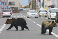 V Japonsku vraždí medvědi. Poslední obětí je žena trhající bambus