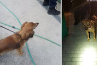 Takhle se zbavovali psů v Mostě: Uvázali je různě po městě a ponechali osudu
