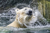 Tom, Berta a Bora se už těší: Zoo Praha chystá průvod s ledními medvědy