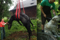 Pes ve studni a kůň s nohou v jímce: Hasiči měli zvířecí víkend