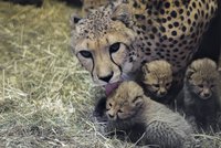 VIDEO: Gepardím »miminkům« je už měsíc. Návštěvníkům Zoo Praha se ukážou v srpnu