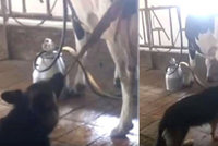 Fena na videu tahá z krávy placentu. „Pomáhá a má svačinu,“ říká majitelka