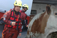 Strážník z České Lípy pomáhal topícímu se teleti, útočila na něj přitom kráva, mládě nepřežilo