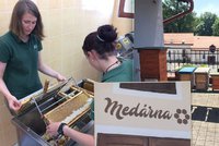 Renesance včelařství v Praze: Lesy otevřely medárnu, mají i mednou krávu