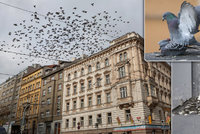 Praha bojuje s holuby a jejich trusem: Ničí památky, přenáší nemoci