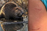 Agresivní bobr se vrhl na osmiletého chlapce: Švýcaři se bojí chodit k řece