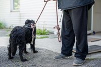 Nové očkování a čipování psů bezdomovců zdarma: O akci je informují letáčky