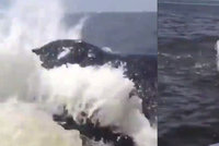 Jen o fous unikli smrti: Dostat se do cesty velrybě se nevyplácí