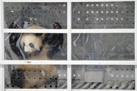 Pandy letí do Berlína: Čína je v rámci „pandí diplomacie“ půjčila na 15 let