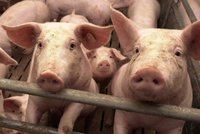 Milion za svezení v přívěsu pro prasata: Farmář zavřel veterinářku v dobytčáku, půjde před komisi