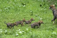 V pražské zoo dovádí malá vlčí paterčata: Začínají pomalu opouštět i svou noru