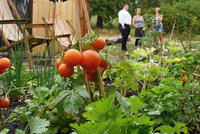 Nové komunitní centrum u Palmovky: Vyhlédněte si záhon a pěstujte rajčata