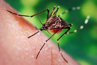 Komáři nakažení smrtelným virem na jižní Moravě potvrzeni. Vyskytují se i jinde?