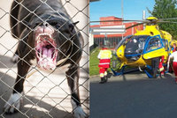 Dominiku (1) pokousal pes uvázaný u plotu: Holčička bojuje o život!