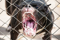 Brutální útok ve Zlíně: Agresivní teriér napadl dva psy a jejich majitelku. Skončila vážně zraněná