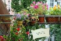 „Balkon k nakousnutí“ v Libni: Komunitní zahrada poradí, jak na malou zahrádku