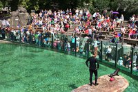 Nabitý víkend v Zoo Praha. Oslaví se dny slonů a lvů, koná se i lachtaní program